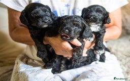 Cockapoo dogs for sale: BLACK COCKAPOOS - Image 4