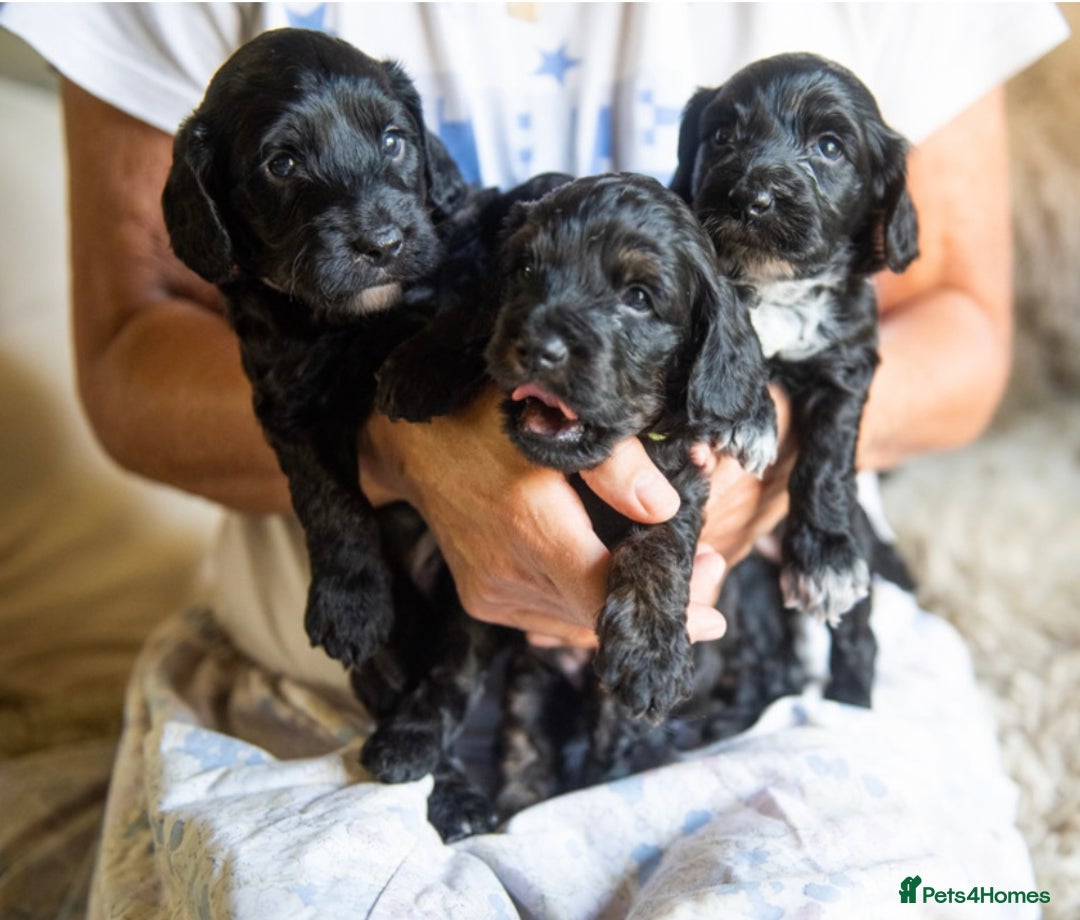 Cockapoo dogs for sale: BLACK COCKAPOOS - Image 4