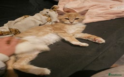 Maine Coon cats for sale: Raya female main coon  - Image 5