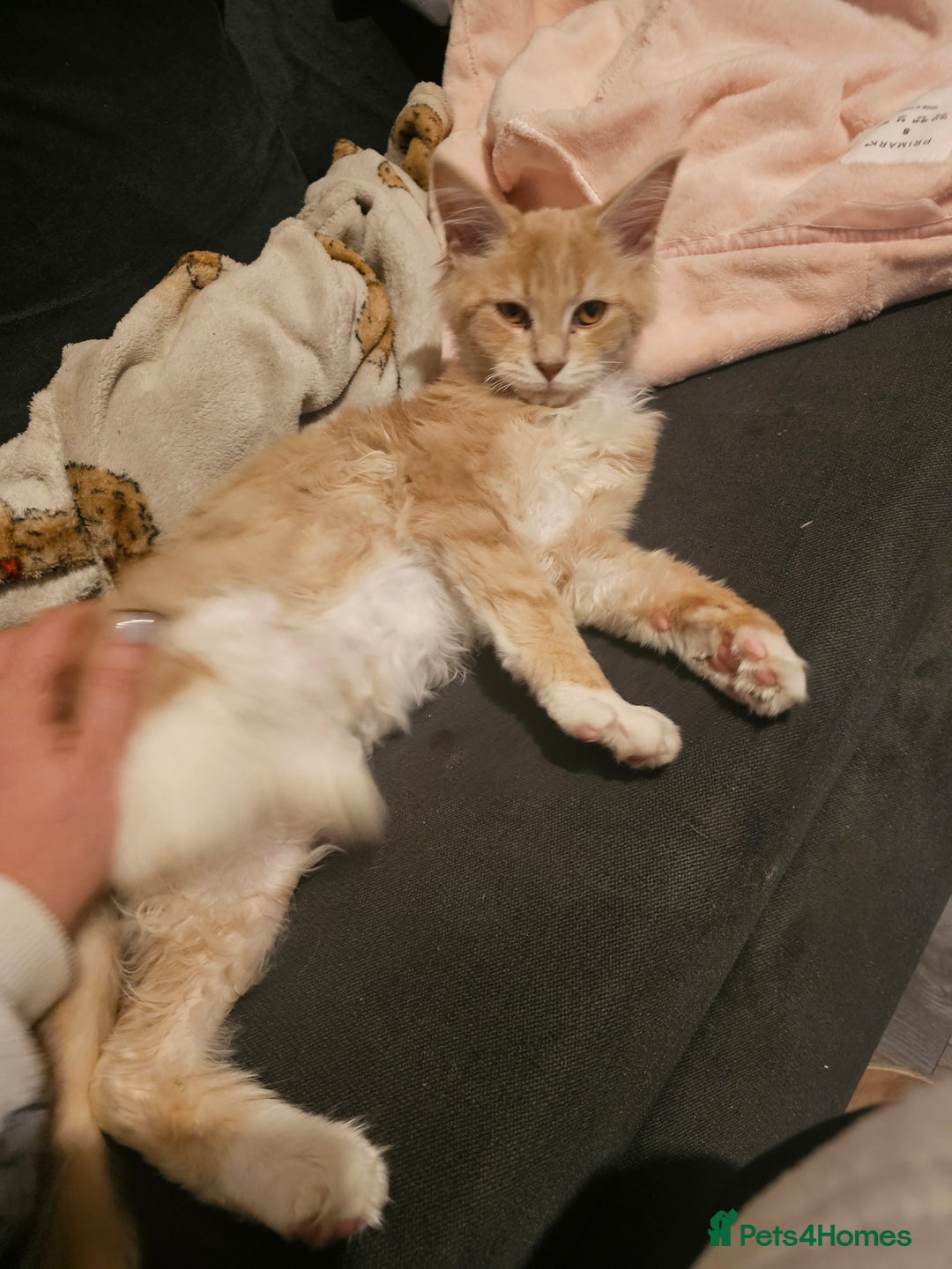 Maine Coon cats for sale: Raya female main coon  - Image 5