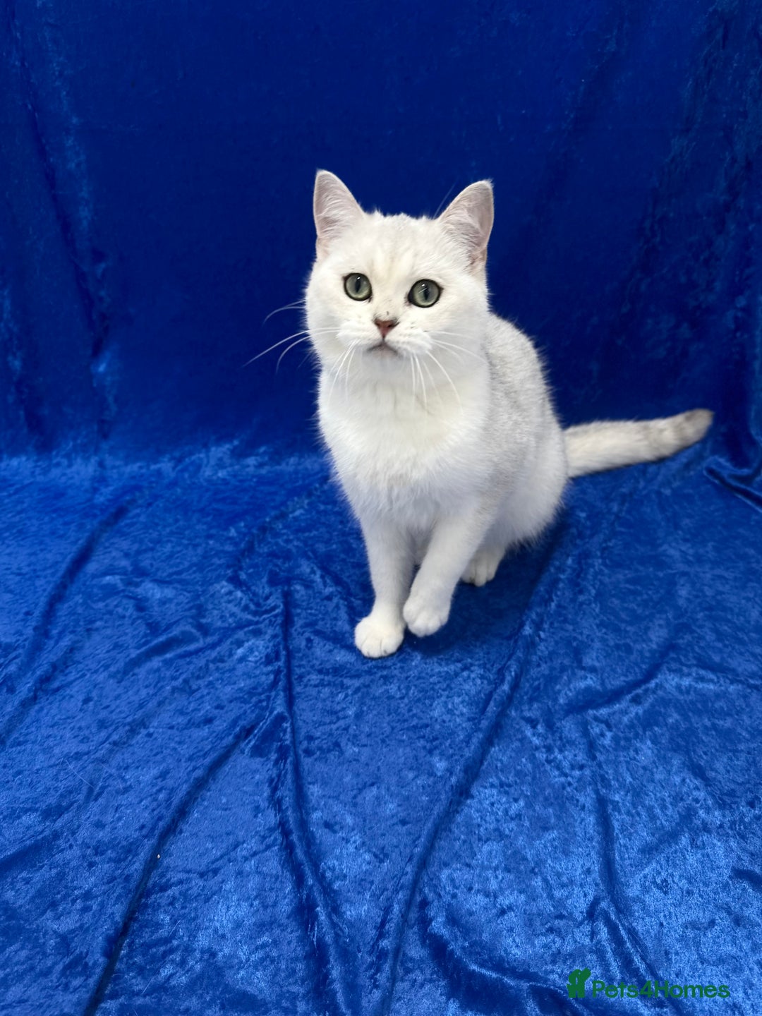 British Shorthair cats for sale: Active registered GCCF British short hair male  - Advert 5