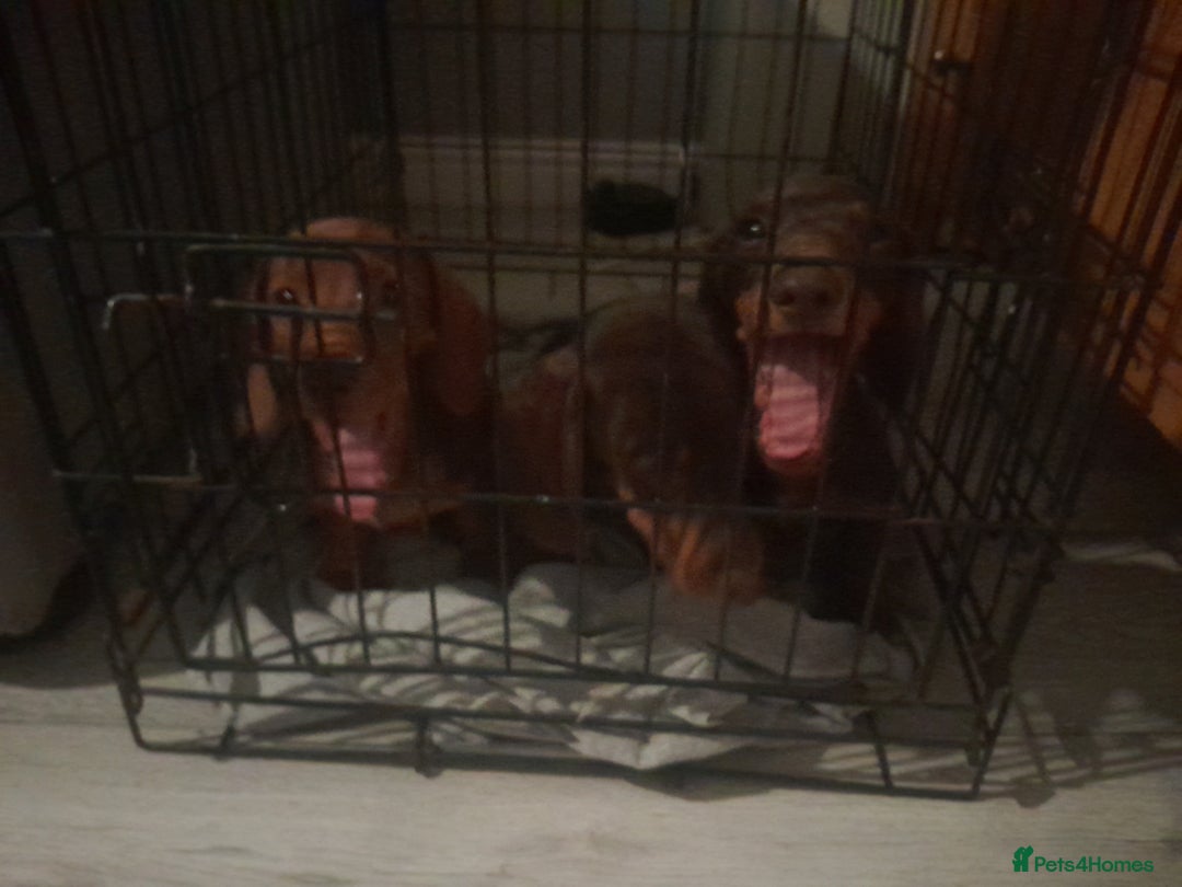 Miniature Dachshund dogs for sale: Miniature Dachshunds  in Diss - Image 16