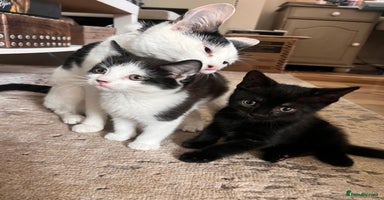 Domestic Shorthair cats - Advert 7