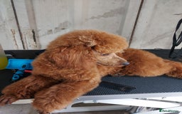 Miniature Poodle dogs for stud: K.C. Reg Miniture Poodle  - Image 13