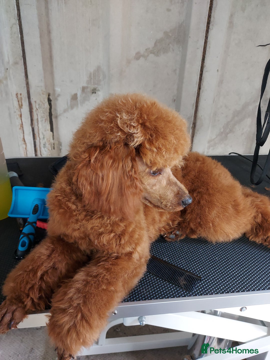 Miniature Poodle dogs for stud: K.C. Reg Miniture Poodle  - Image 13