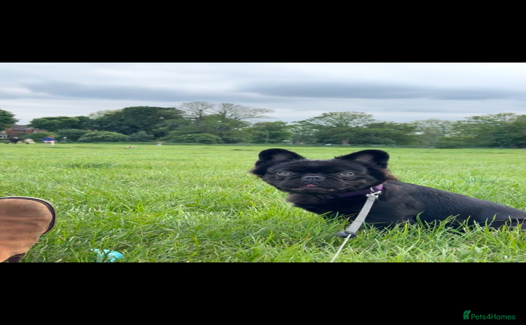French Bulldog dogs - Advert 2