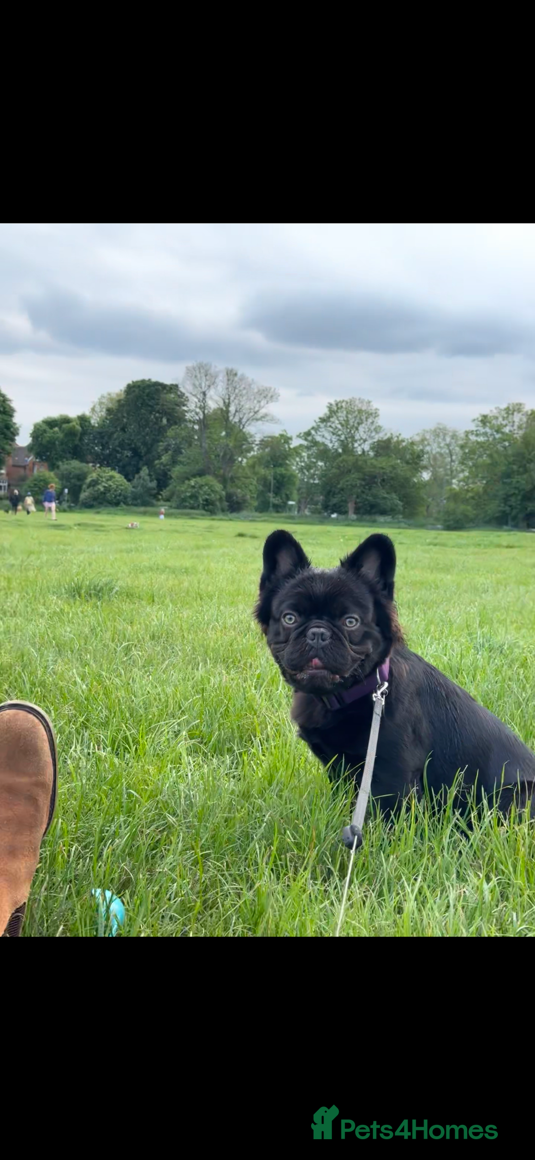 French Bulldog dogs for stud: Full fluffy French bulldog for Stud - Image 1