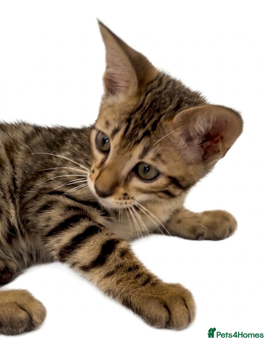 Bengal cats     Beautiful Grey/Brown Bengal × Savannah Hybrid  - Advert 1