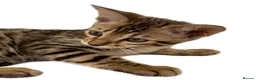 Bengal cats for sale:     Beautiful Grey/Brown Bengal × Savannah Hybrid  - Advert 1