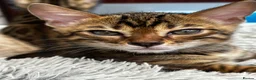 Bengal cats for sale: Bengal - Advert 9