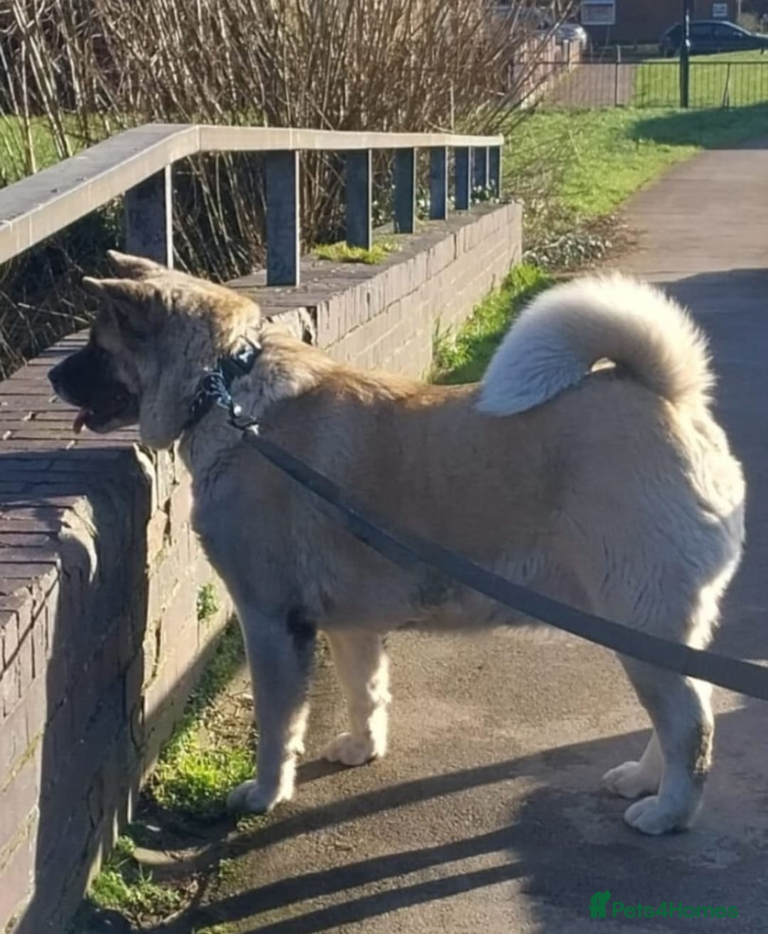 Akita dogs for sale: Beautiful Show line American Akita - Image 1