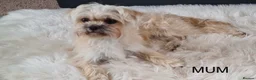 Maltipoo dogs for sale: Outstanding Malshipoo puppies  - Advert 4