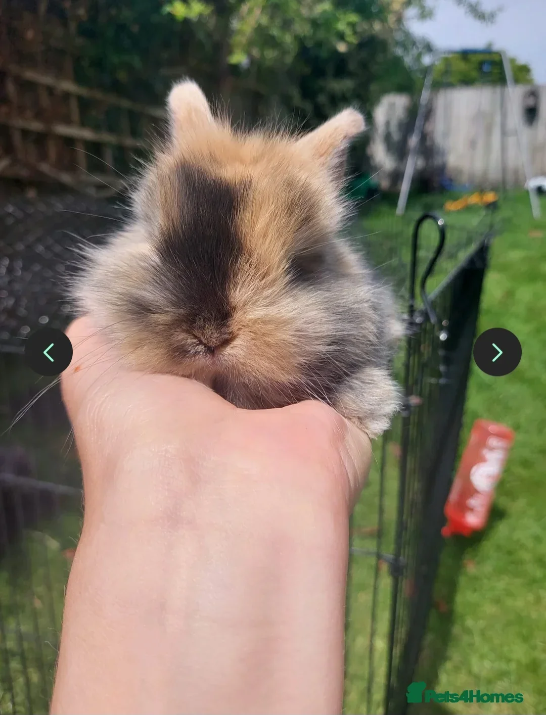 Mini Lop rabbits for sale: 2 x Mini Lion Lop ready to collect 23 March 2026 - Advert 1