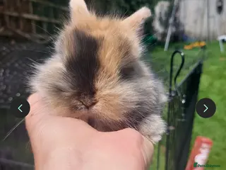 Mini Lop rabbits 2 x Mini Lion Lop ready to collect 23 March 2026 - Advert 14