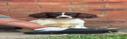 English Springer Spaniel dogs for sale: 10 month old kc reg springer spaniel female  - Advert 2
