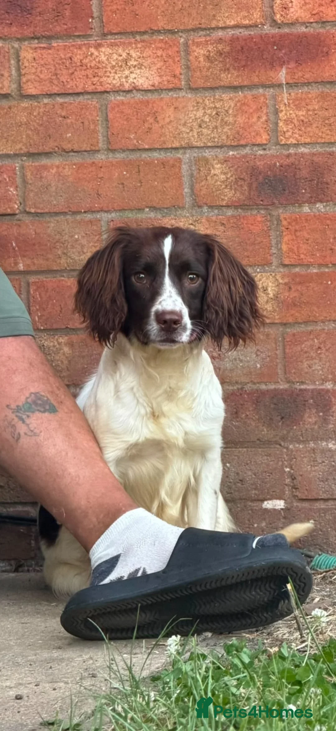English Springer Spaniel dogs for sale: 10 month old kc reg springer spaniel female  - Advert 2