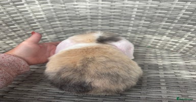 Mini Lop rabbits - Advert 2