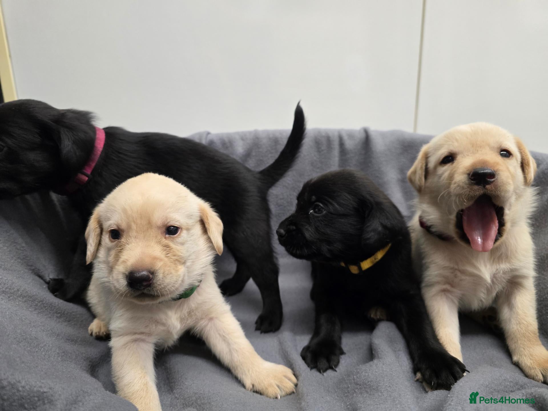 Labrador Retriever dogs Gorgeous labrador puppies for sale  - Advert 11
