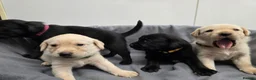 Labrador Retriever dogs for sale: Gorgeous labrador puppies for sale  in Thetford - Advert 18