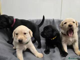 Labrador Retriever dogs Gorgeous labrador puppies for sale 2 boys left - Advert 1