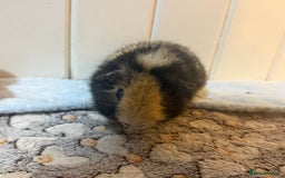 Guinea Pig rodents for sale: Bumble & Mochi Two Loving Male Guinea Pigs  - Image 7