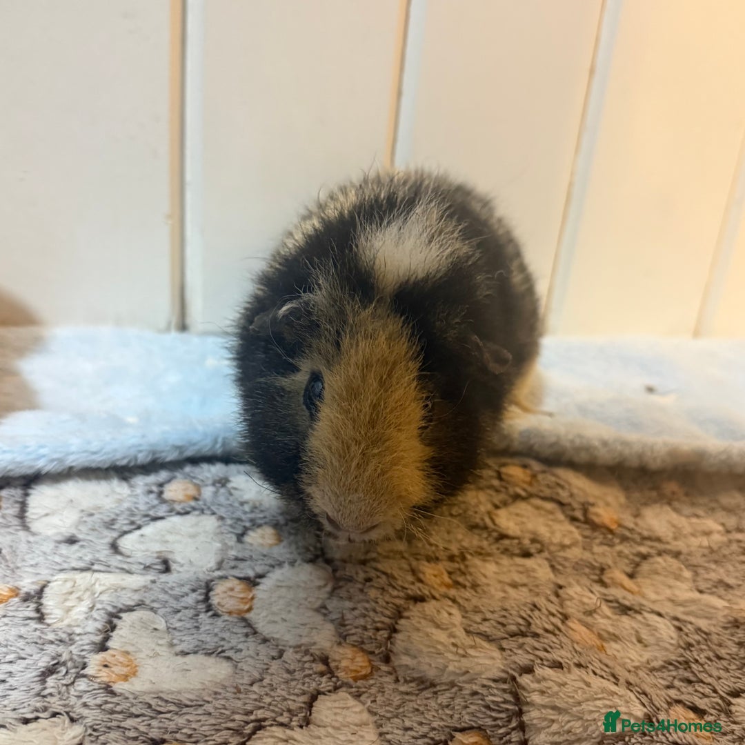 Guinea Pig rodents for sale: Bumble & Mochi Two Loving Male Guinea Pigs  - Image 7