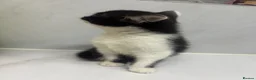 Mixed Breed cats for sale: Half Russian blu - Advert 10