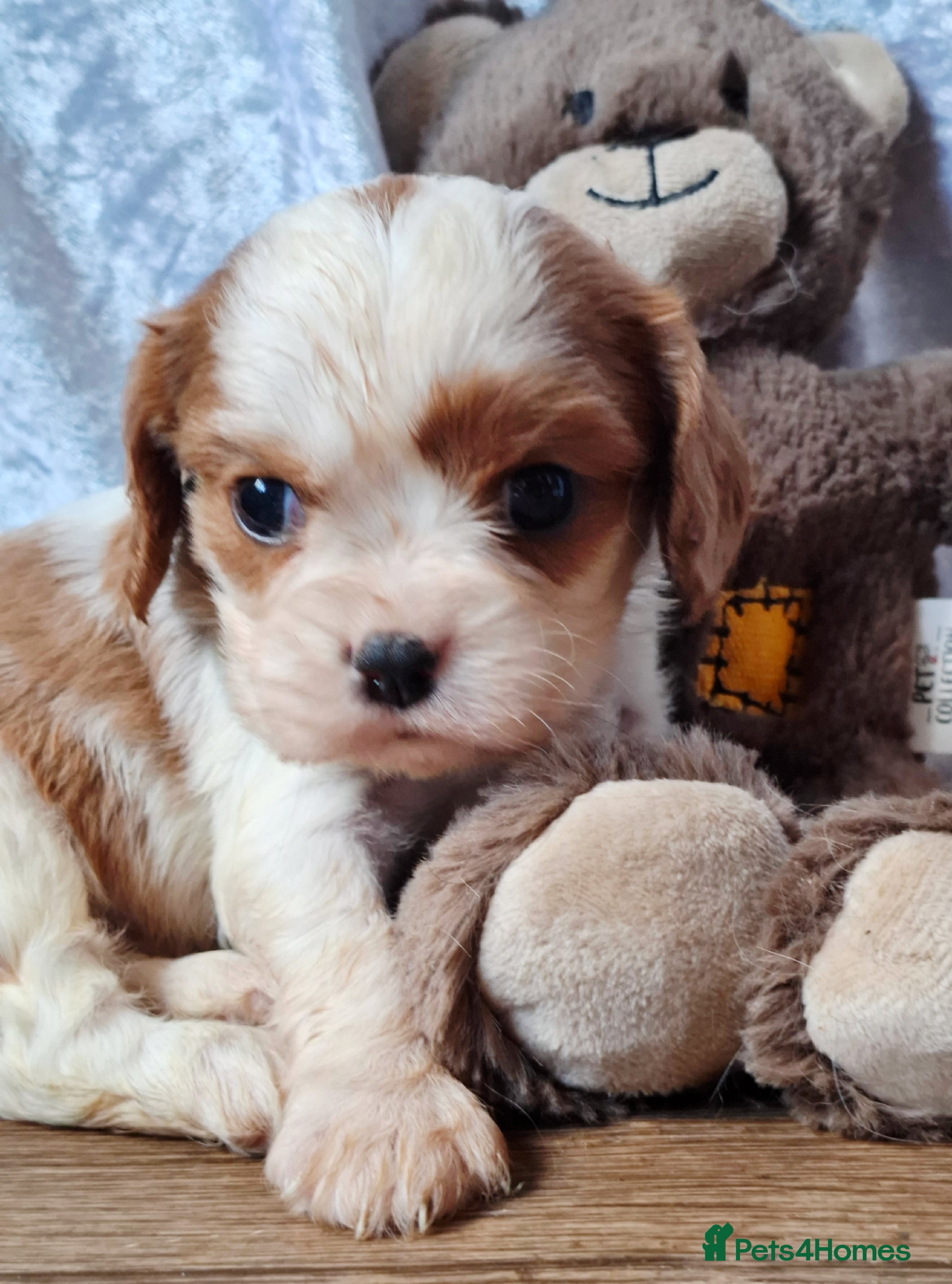 Cavalier King Charles Spaniel dogs KCC spaniels 1boy left health tested parents  - Advert 17