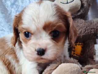 Cavalier King Charles Spaniel dogs KCC spaniels 1boy left health tested parents - Advert 1