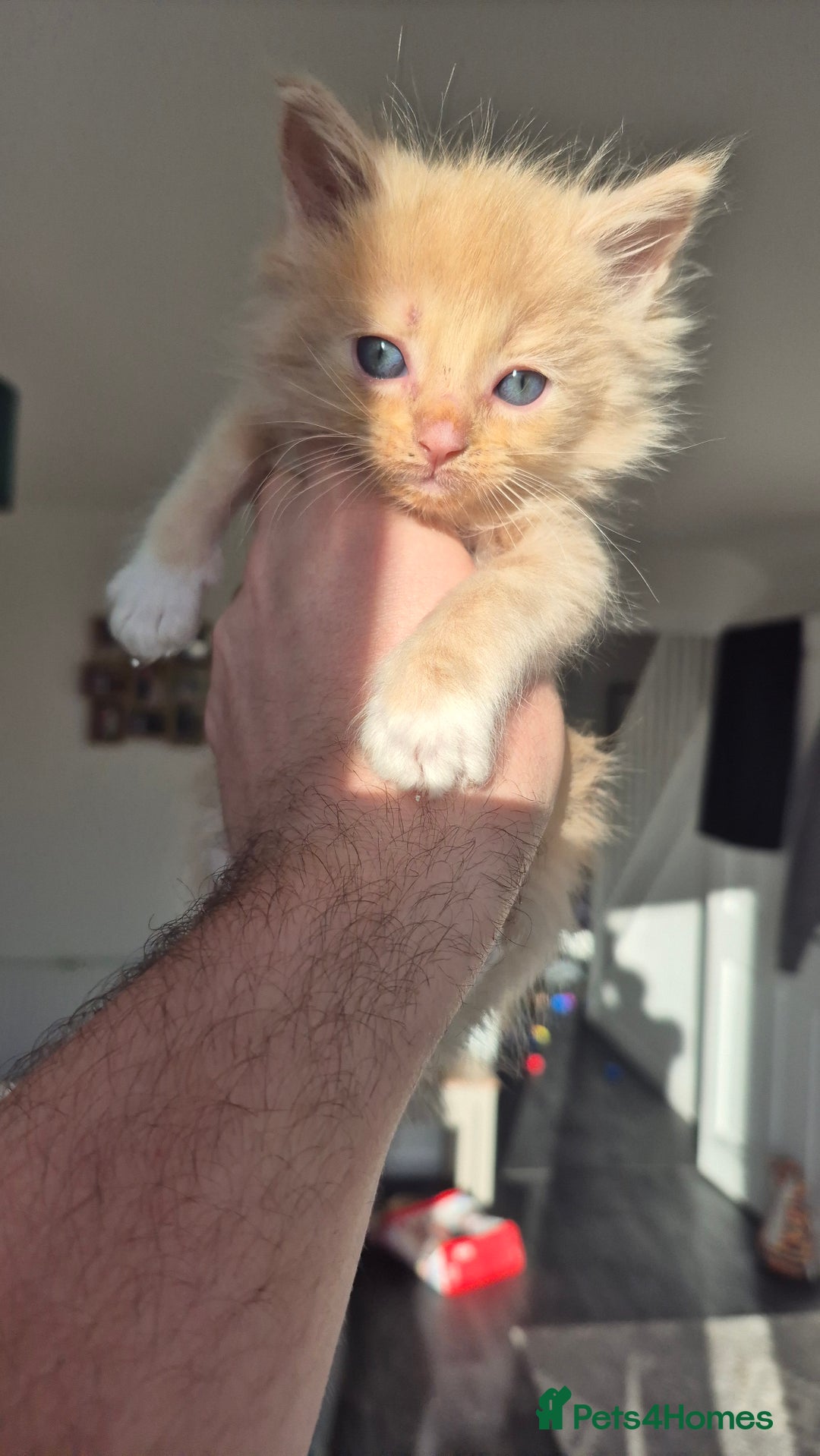 Mixed Breed cats for sale: 5 Beautiful Maine Coon/Ragdoll Kittens  - Advert 11