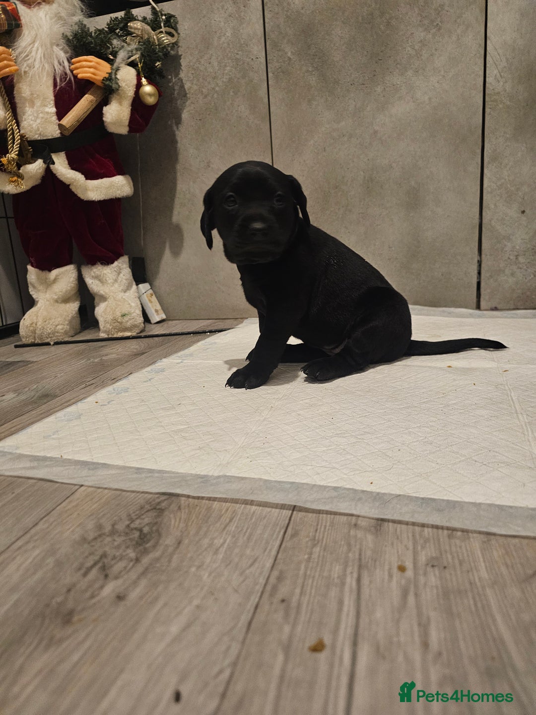 Mixed Breed dogs for sale: Chunky staff x lab pups 3 left - Advert 23