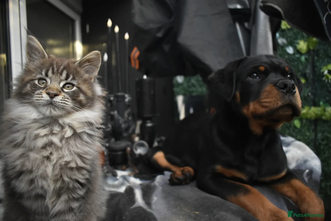 Rottweiler dogs for sale: Champion-Bred Rottweiler Puppies for Loving Homes - Advert 2