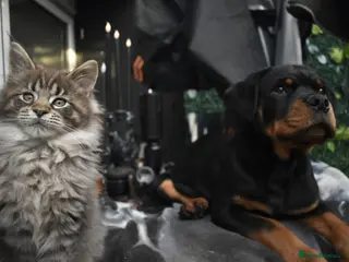 Rottweiler dogs Champion-Bred Rottweiler Puppies for Loving Homes - Advert 7