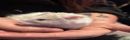 Hamster rodents for sale: Male Syrian hamsters  - Advert 4