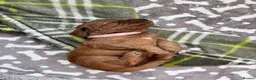 Cockapoo dogs for sale: Cockapoo Puppy - one chunky boy left 🐾 - Advert 14