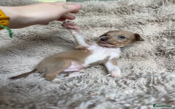 Mixed Breed dogs for sale: 3/4 Italian greyhound puppies  - Image 31
