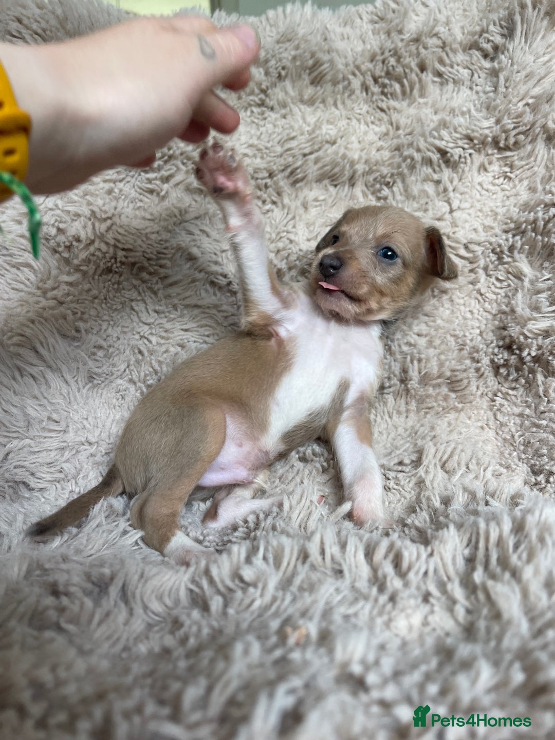 Mixed Breed dogs for sale: 3/4 Italian greyhound puppies  - Image 31