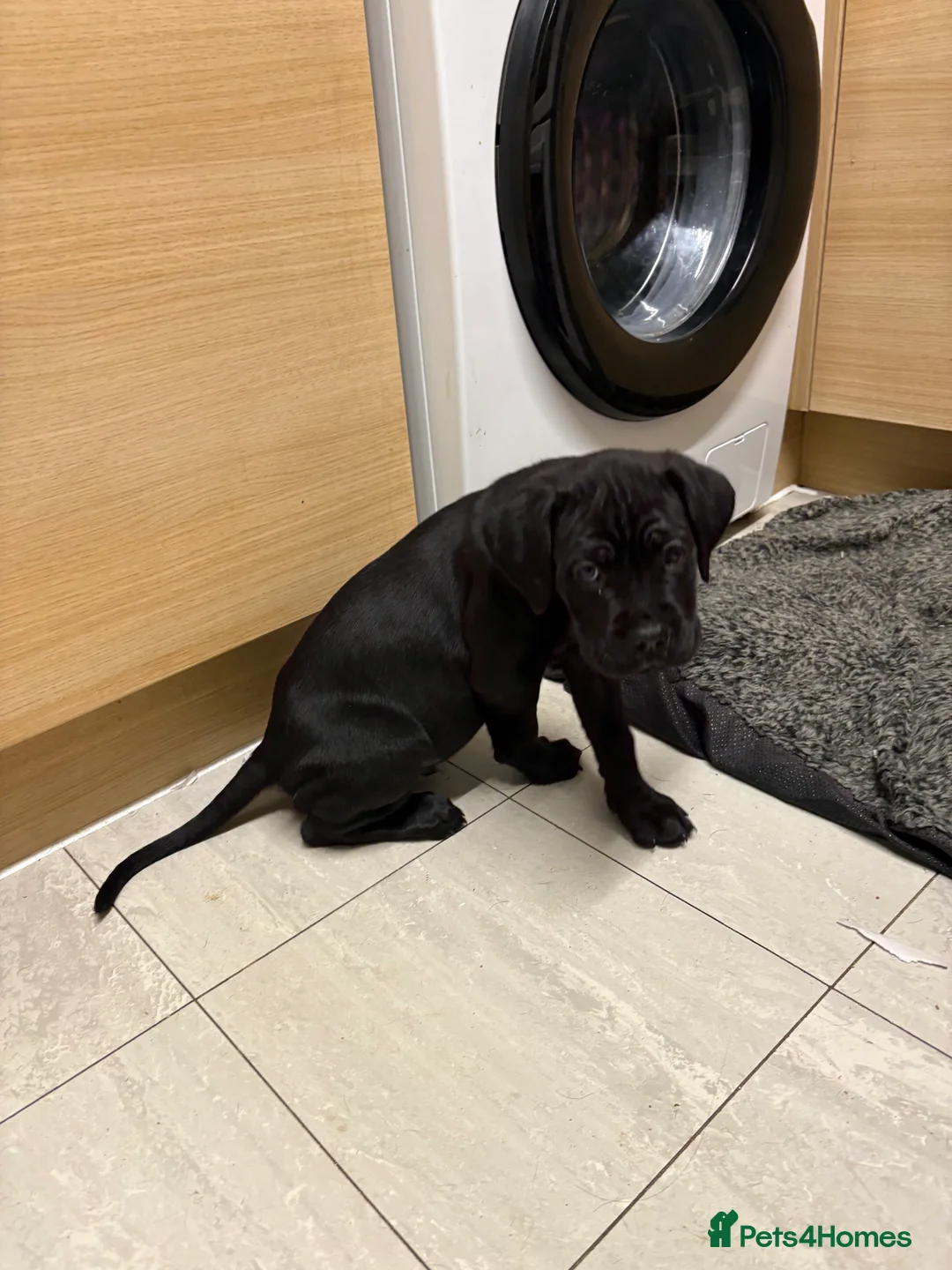 Cane Corso dogs for sale: Cane corso’s  - Advert 7