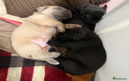 Cane Corso dogs for sale: Purebred Cane Corso Puppies – Exceptional Parent - Image 13