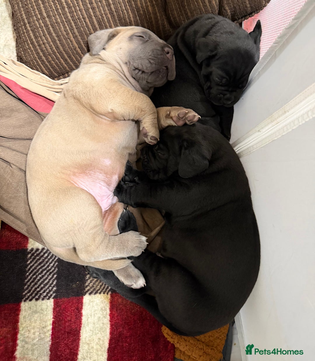 Cane Corso dogs for sale: Purebred Cane Corso Puppies – Exceptional Parent - Image 13