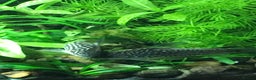 Corys fish for sale: Various species of Corydoras. Adult breeding pairs - Advert 9