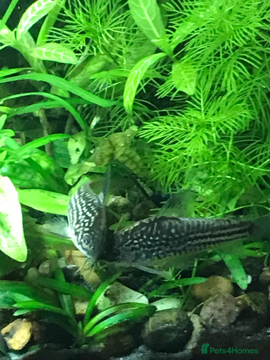 Corys fish for sale: Various species of Corydoras. Adult breeding pairs - Advert 9
