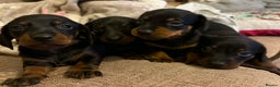 Dachshund dogs for sale: Dachshund puppies  - Advert 2