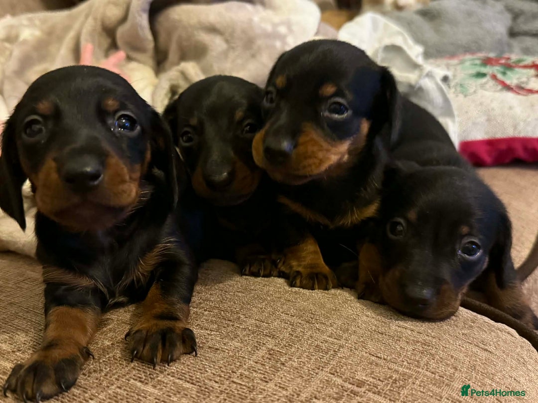 Dachshund dogs for sale: Dachshund puppies  - Advert 2
