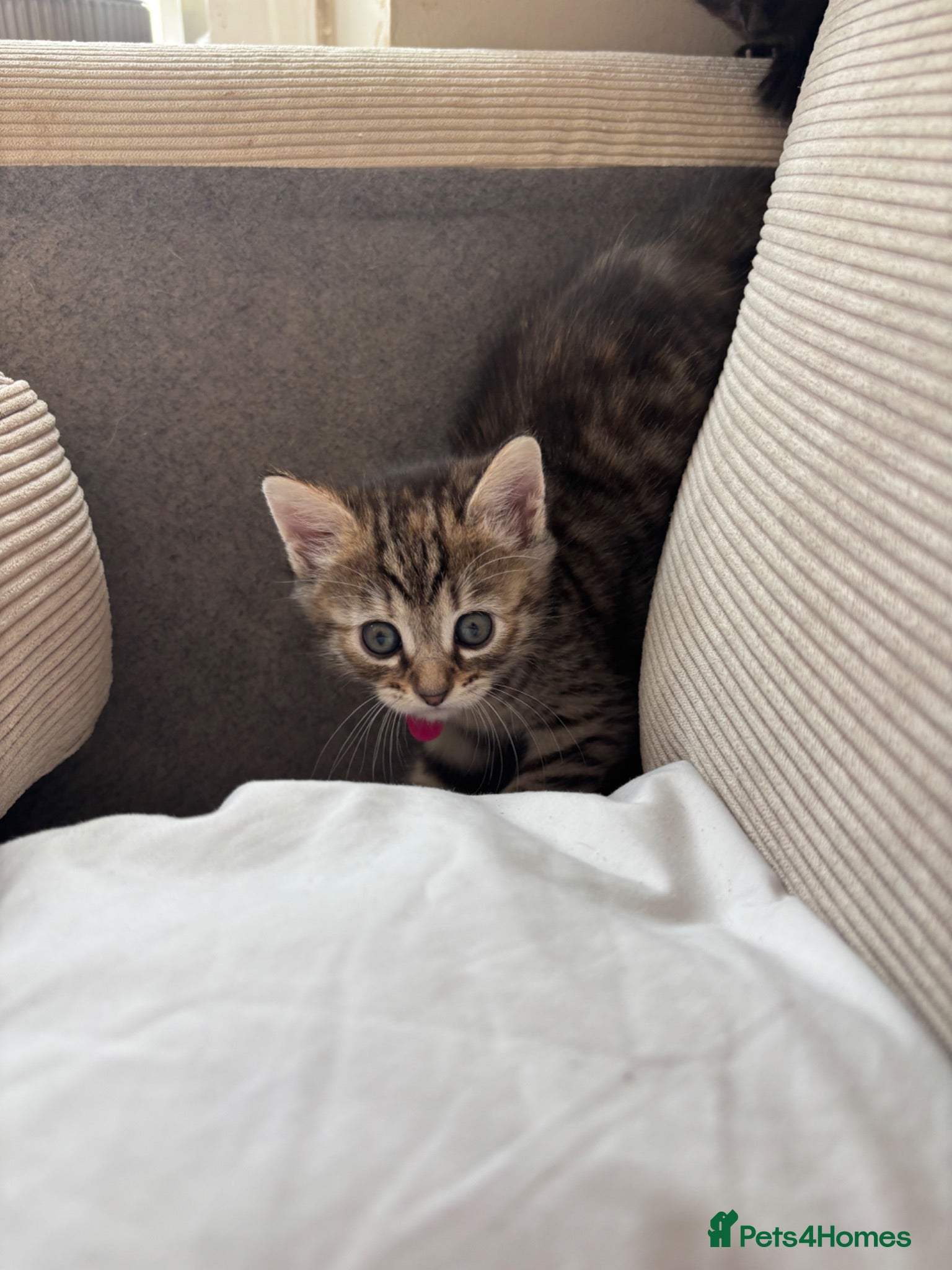 Bombay cats One short haired Tabby💜 Three Fluff males🩵 - Advert 9