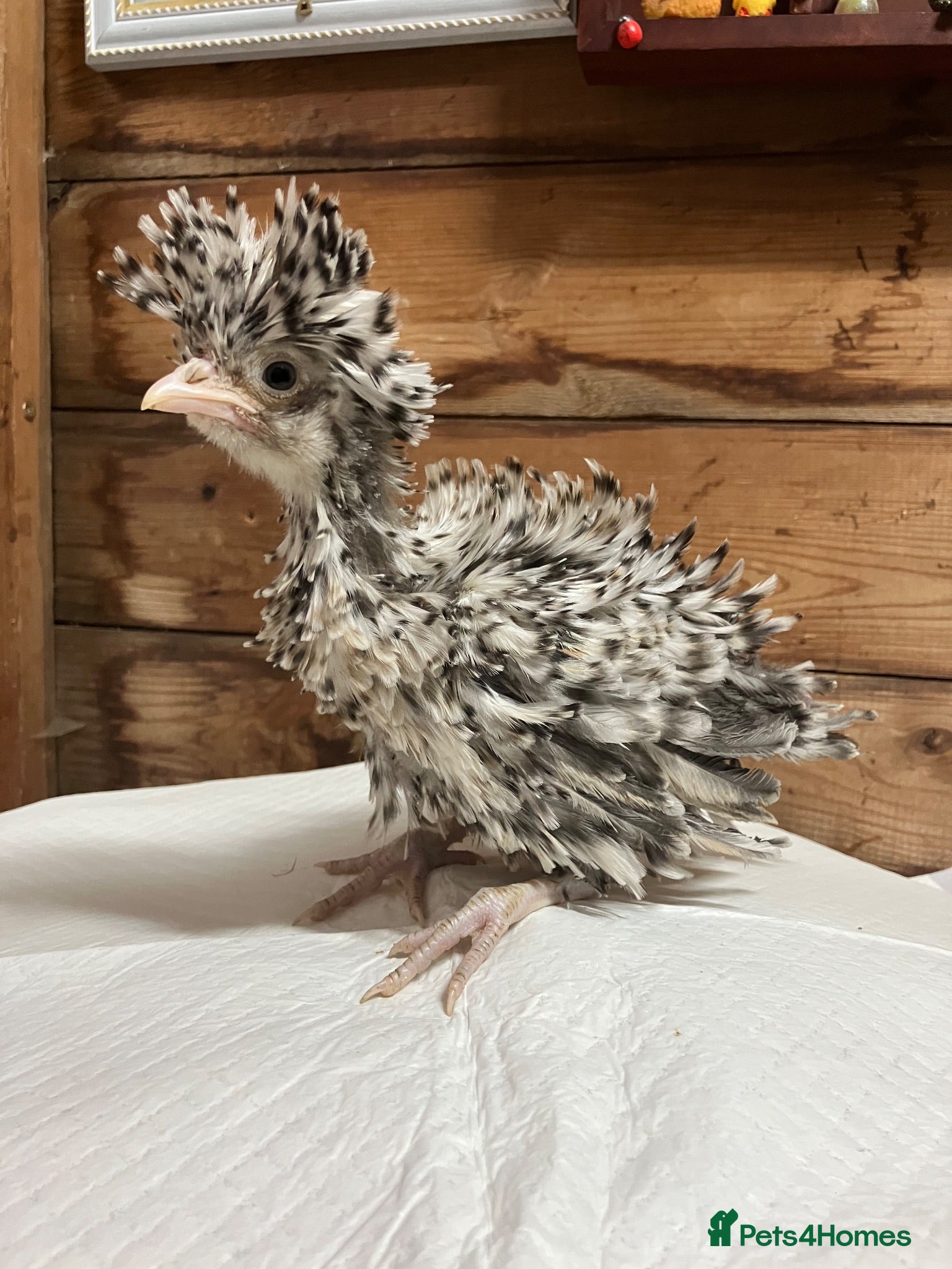 Chickens poultry Pekin bantam hens - Advert 5