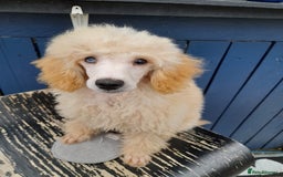 Shihpoo dogs for sale: 💕Stunning Rare F1 Merle Shoodles/Shihpoos💕 - Image 12