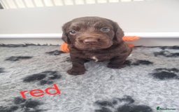 Cocker Spaniel dogs for sale: Working cocker spaniel puppies - Advert 2