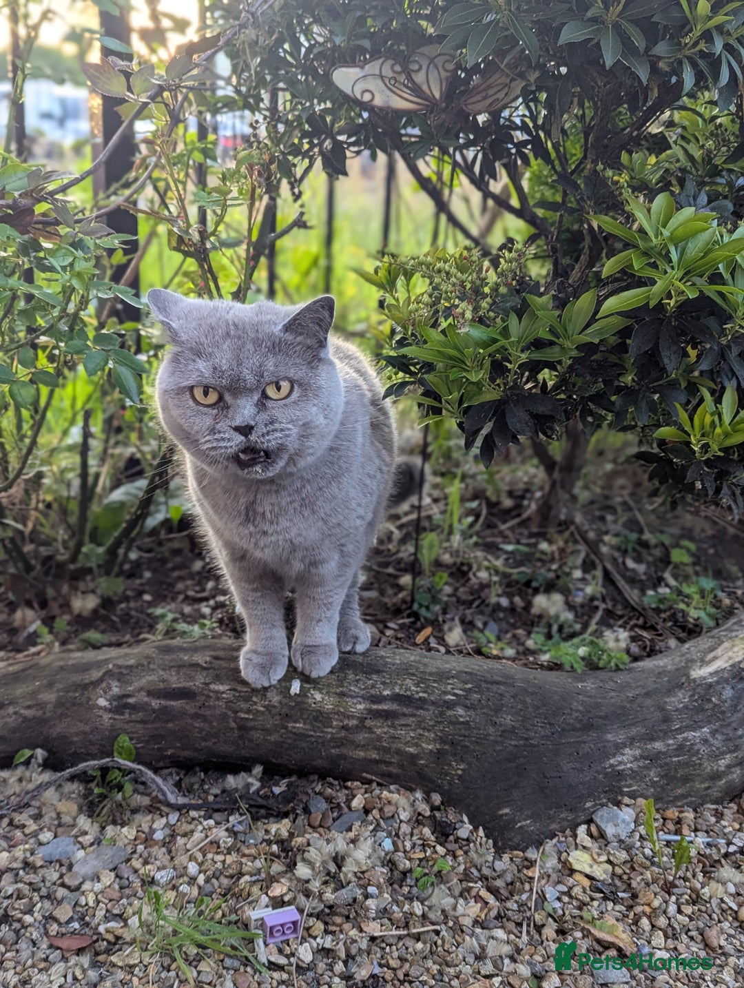 British Shorthair cats for sale: 2 British short hair cats for sale.  - Image 4