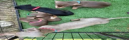Miniature Dachshund dogs for sale: Miniature Dachshund  - Advert 1